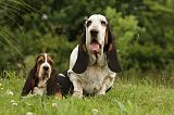 BASSET HOUND 082